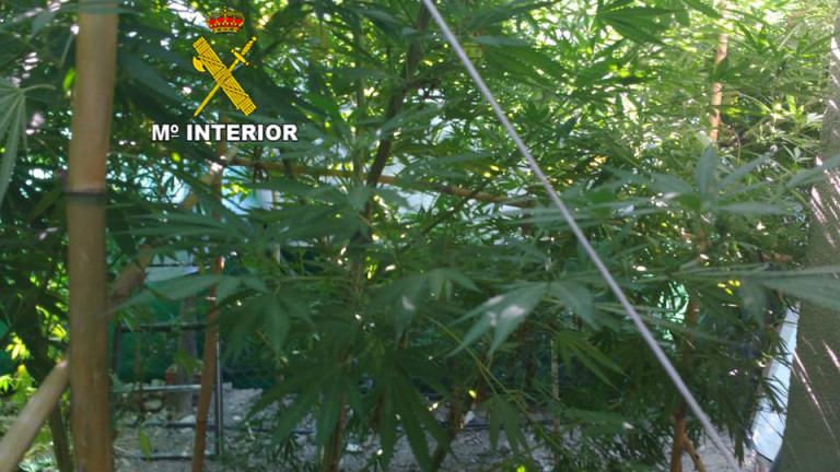 Detenido un vecino de Jimena por cultivar una planta de marihuana de 80 kilos