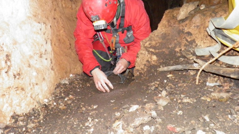 Encuentran dos especies de nematodosen cuevas