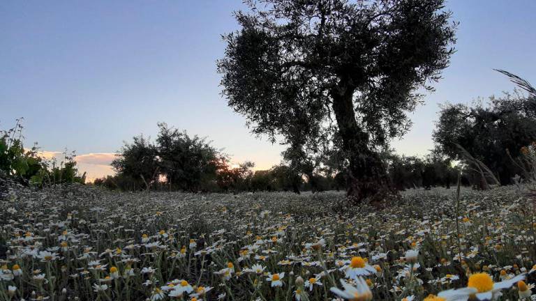 Olivares Vivos, proyecto de un paraíso de biodiversidad Olivares Vivos, proyecto de un paraíso de biodiversidad