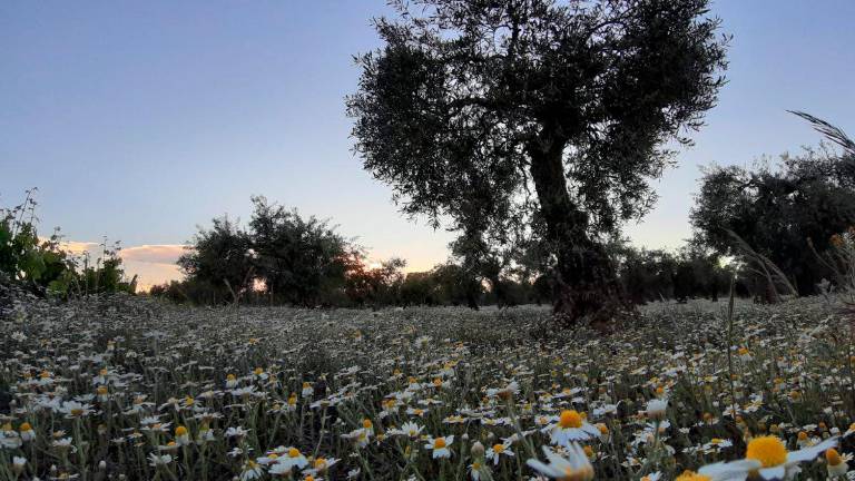 Olivares Vivos, proyecto de un paraíso de biodiversidad