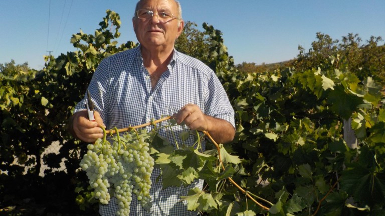 Éxito total en la recuperación de la variedad de uva autóctona torrontés