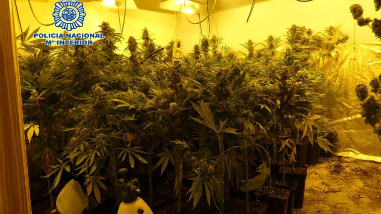 A prisión dos jóvenes por cultivar marihuana A prisión dos jóvenes por cultivar marihuana