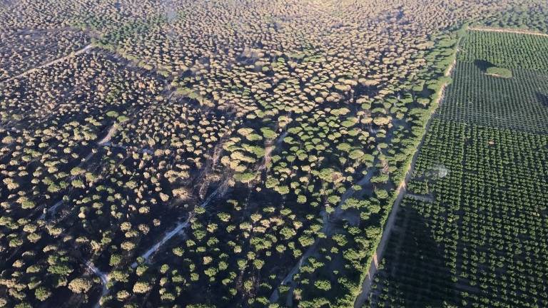 Imagen aérea de la zona afectada por el incendio de Moguer