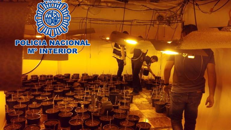 Desmantelan una plantación de marihuana en Linares Desmantelan una plantación de marihuana en Linares
