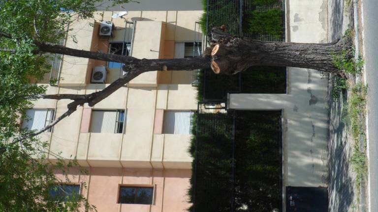 Ecologistas denuncia “podas agresivas” Ecologistas denuncia “podas agresivas”