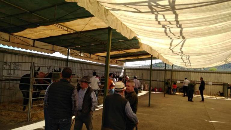 La tradicional Feria del Ganado vuelve a Vilches por San Gregorio La tradicional Feria del Ganado vuelve a Vilches por San Gregorio