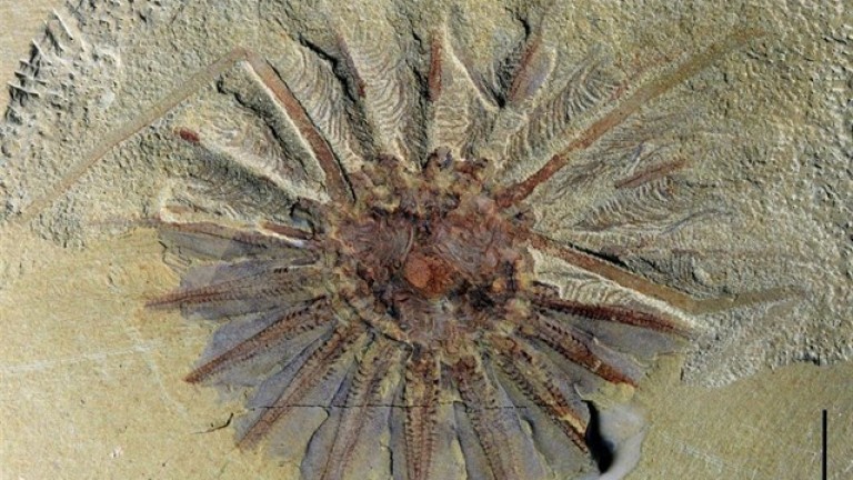 Un fósil de 500 millones de años revela el origen de las medusas peine