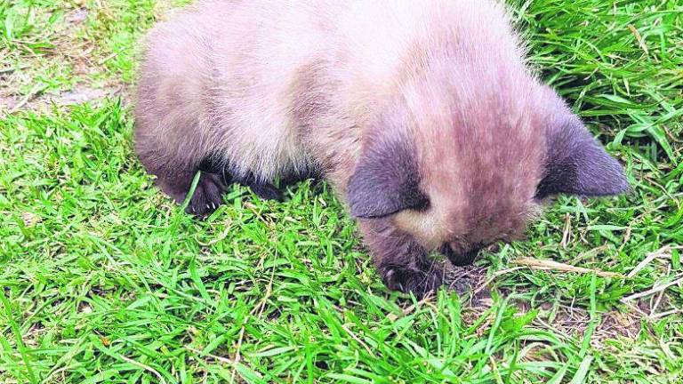 Pacma alerta de más muertes de felinos por envenenamiento