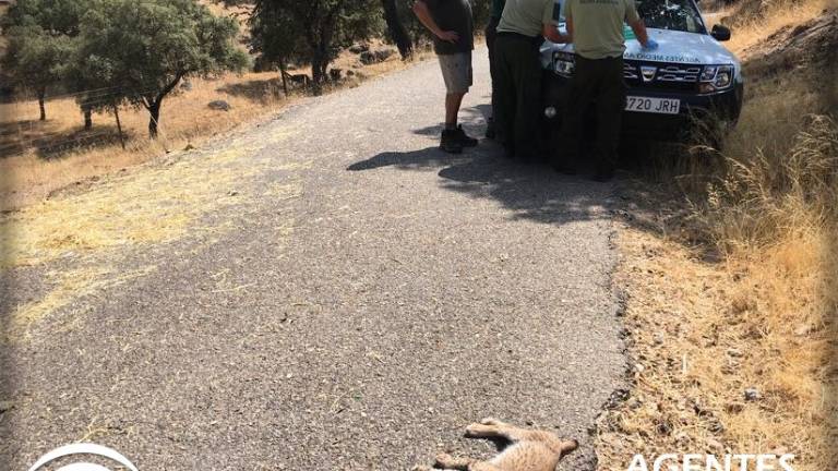 Fallece un nuevo lince por atropello en Andújar Fallece un nuevo lince por atropello en Andújar