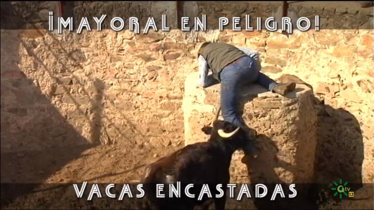 La ganadería brava de Jaén, en “Toros para todos” La ganadería brava de Jaén, en “Toros para todos”