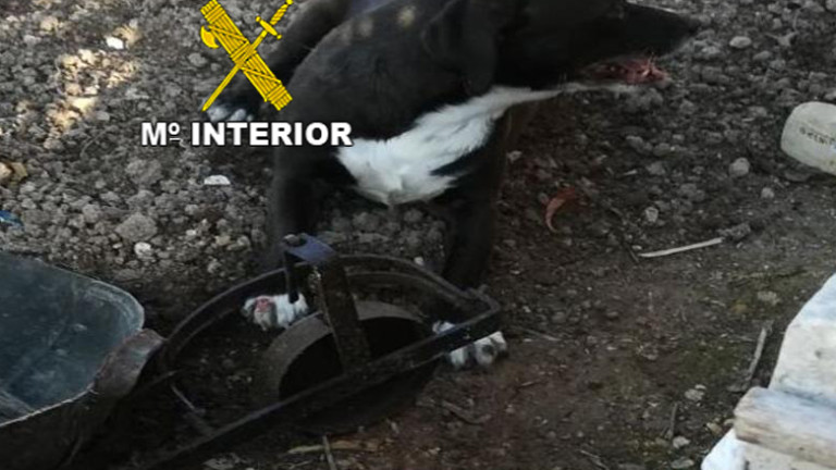 Investigan a un vecino de Alcalá por maltrato animal