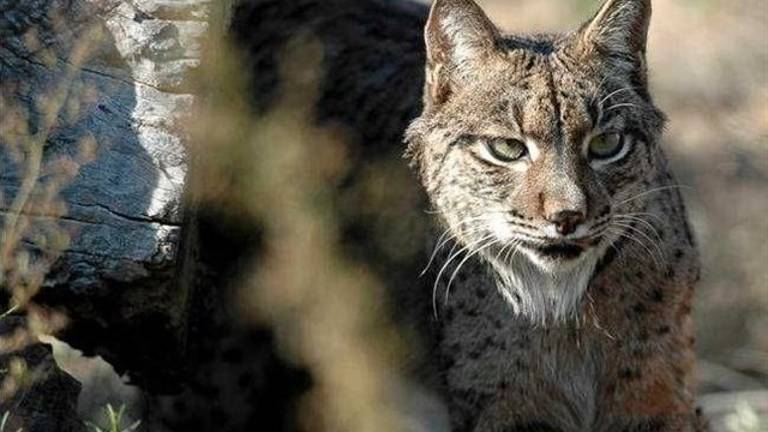 Fallece un nuevo lince por atropello en Andújar Fallece un nuevo lince por atropello en Andújar