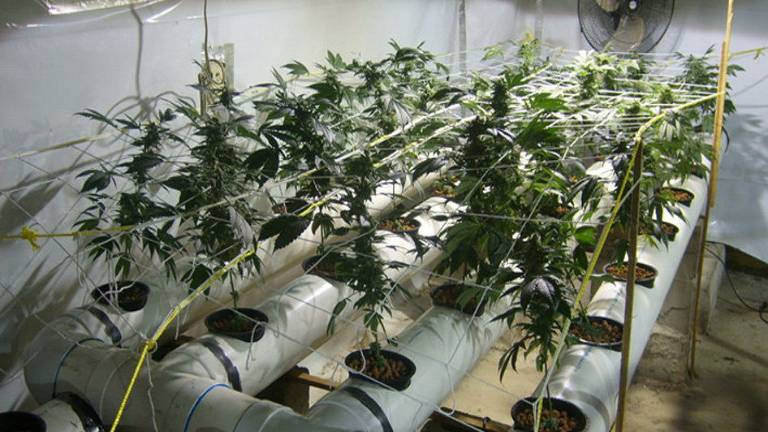 Acusado de cultivar marihuana en el patio de su casa Acusado de cultivar marihuana en el patio de su casa