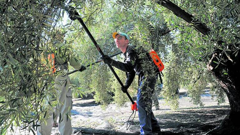 La Junta abonará hasta mañana 23,8 millones de ayudas de la PAC