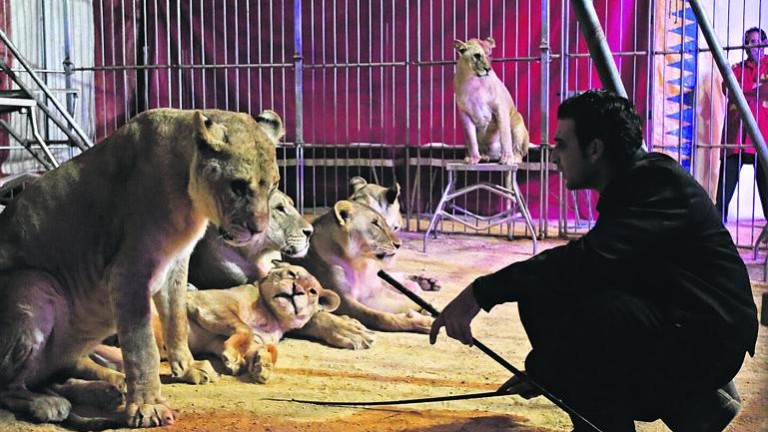 El Ayuntamiento no se ha planteado aún si prohibirá el circo con animales