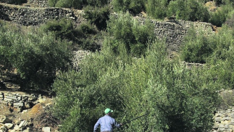 El olivo es el cultivo permanente mayoritario instaurado en el mundo