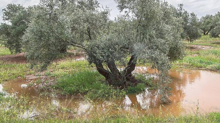 “No le veo futuro al sector agrícola con esta situación”