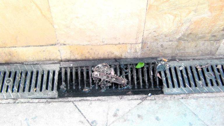 Quejas de comerciantes de la Avenida de Madrid por las ratas Quejas de comerciantes de la Avenida de Madrid por las ratas