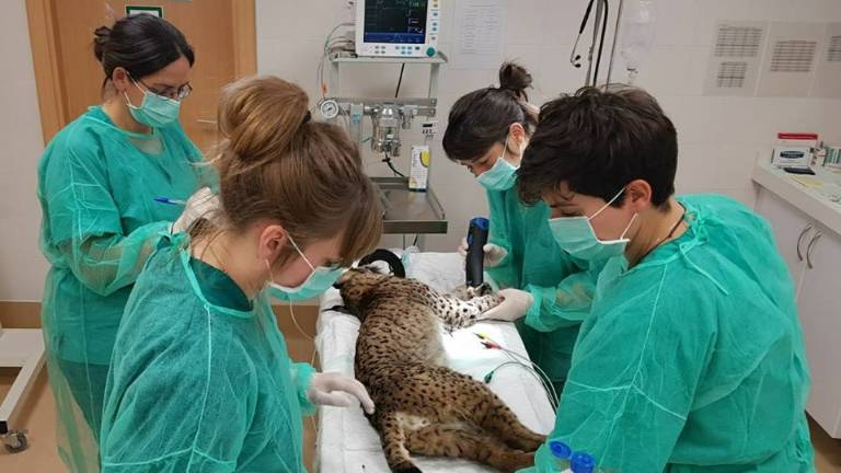Chequeo a Obulco, el lince que se soltará en Vilches Chequeo a Obulco, el lince que se soltará en Vilches