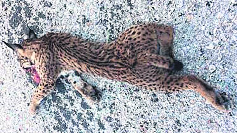 Muere en la A-4 el décimo lince atropellado en vías andaluzas Muere en la A-4 el décimo lince atropellado en vías andaluzas