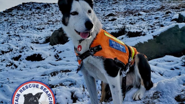 Así salva vidas un perro de rescate en la nieve