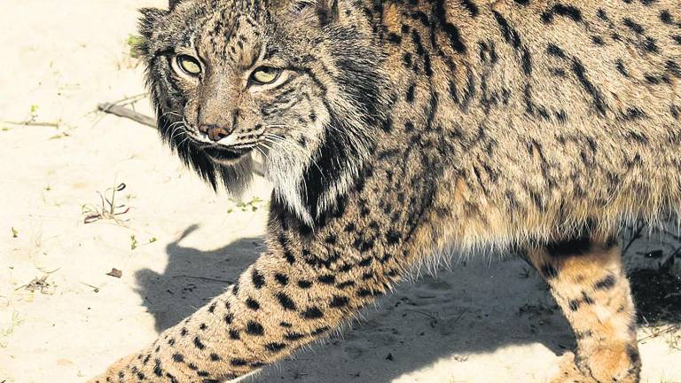 Sexto atropello mortal de un lince en lo que va de año Sexto atropello mortal de un lince en lo que va de año