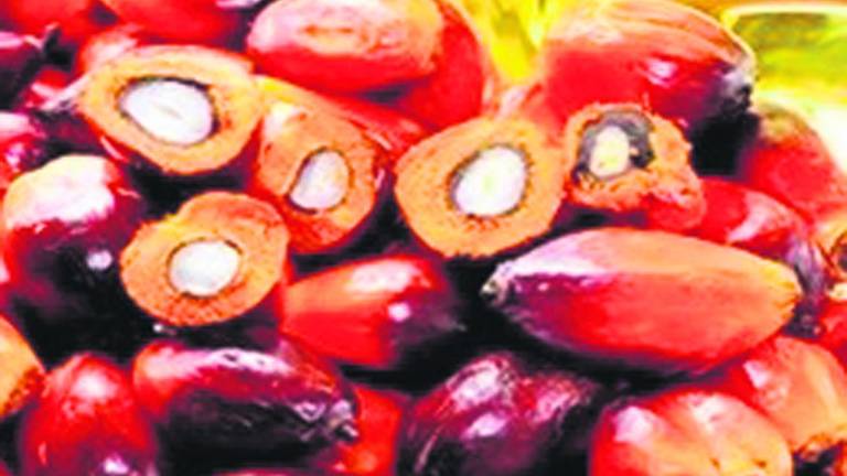 El consumo de aceite de palma sigue en pleno auge El consumo de aceite de palma sigue en pleno auge