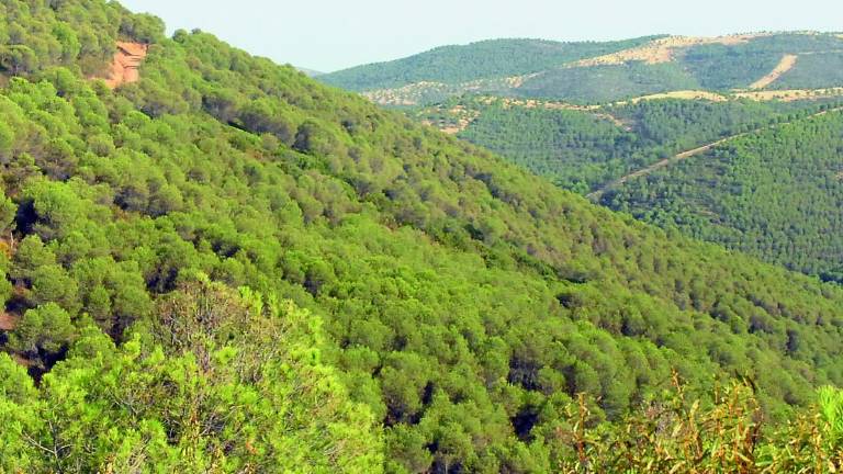 El paraíso natural donde el lince logra burlar los peligros que lo acechan El paraíso natural donde el lince logra burlar los peligros que lo acechan