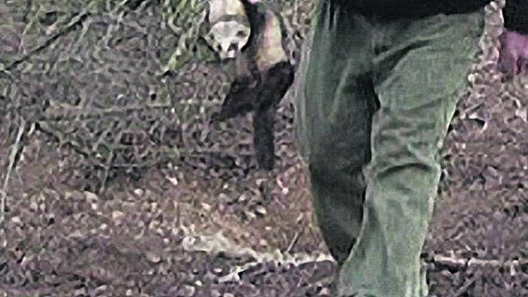 A juicio por “furtivear” con un hurón A juicio por “furtivear” con un hurón