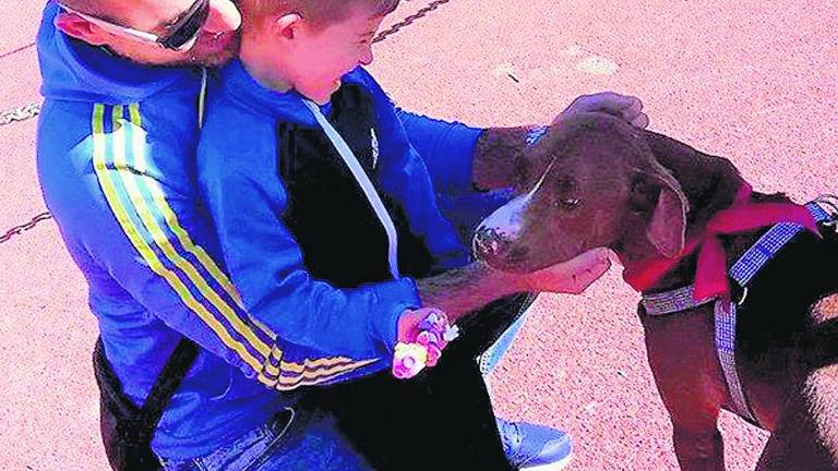 Las adopciones siguen estancadas Las adopciones siguen estancadas