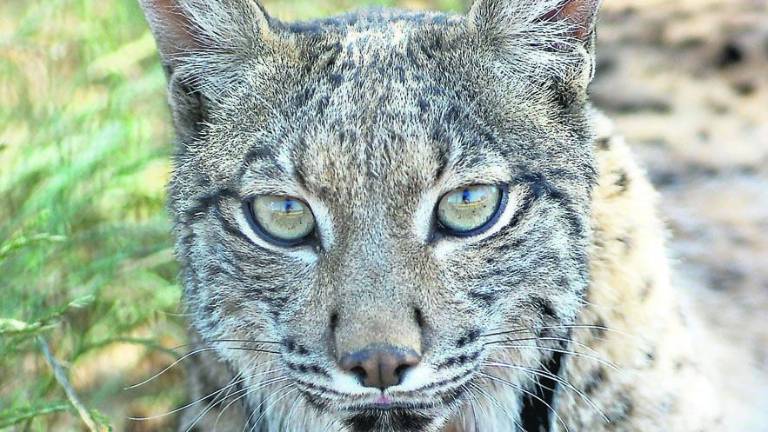 Atropellado un cachorro de lince en la A-4 en Marmolejo Atropellado un cachorro de lince en la A-4 en Marmolejo