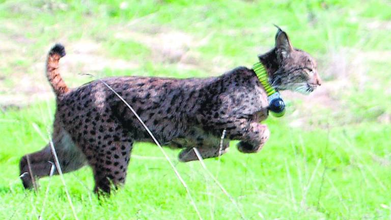 La población del lince ibérico supera los cuatrocientos ejemplares