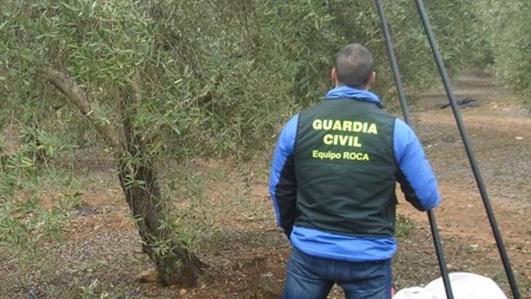 Cae una banda dedicada al robo de aceituna en Jaén Cae una banda dedicada al robo de aceituna en Jaén