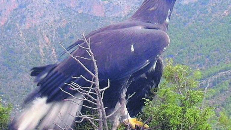La sirena que estresa las aves La sirena que estresa las aves