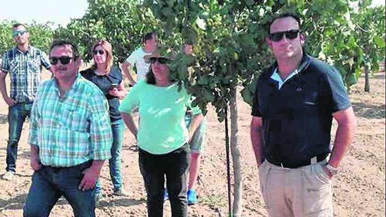 El cultivo del “oro verde” crece El cultivo del “oro verde” crece