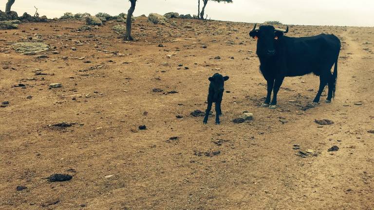 Los criadores de toros piden otro plan contra la tuberculosis Los criadores de toros piden otro plan contra la tuberculosis