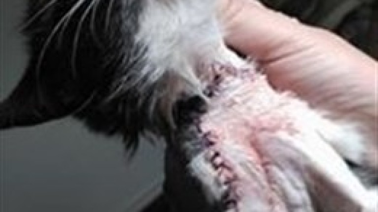 Atan un petardo al cuello de un gato y sufre numerosas heridas