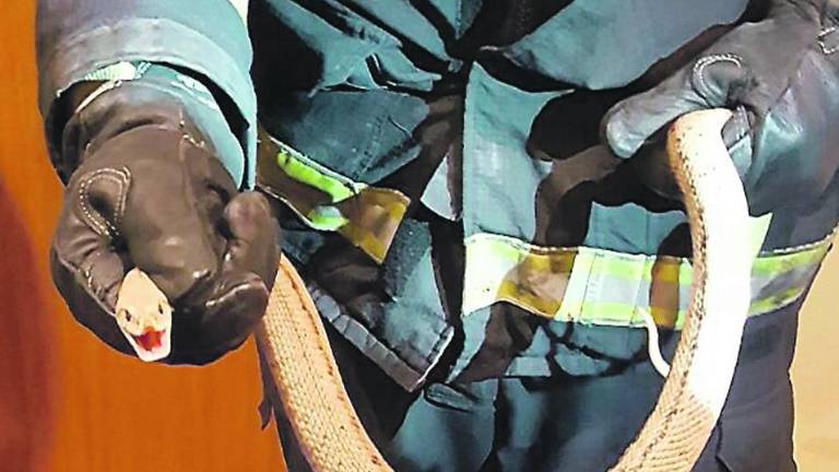 Capturada una serpiente de metro y medio bajo una cama Capturada una serpiente de metro y medio bajo una cama