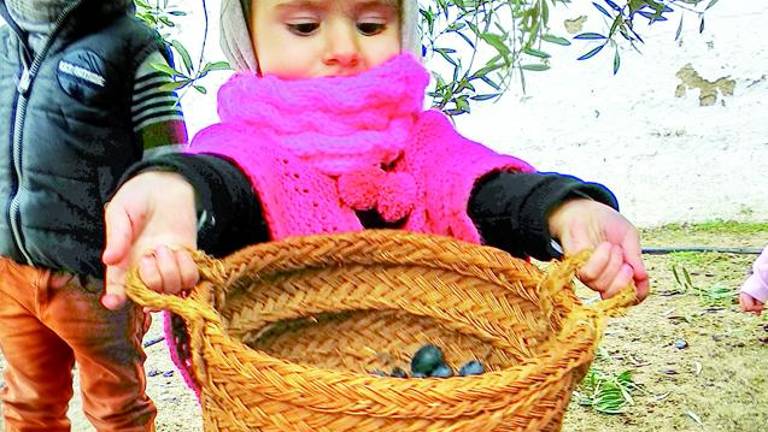 Catorce kilos de tradición aceitunera Catorce kilos de tradición aceitunera