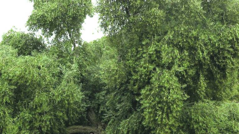 El lío de los olivos centenarios El lío de los olivos centenarios