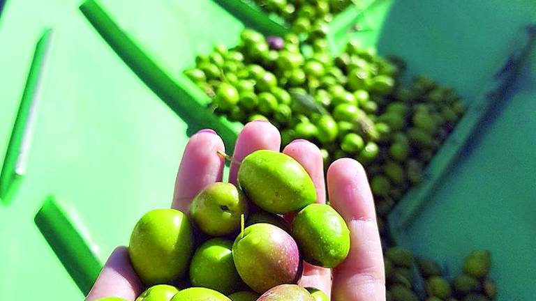 Los alquimistas del buen aceite inician la recogida de la aceituna Los alquimistas del buen aceite inician la recogida de la aceituna