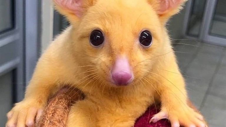 El “Pikachu” de la vida real vive en Australia