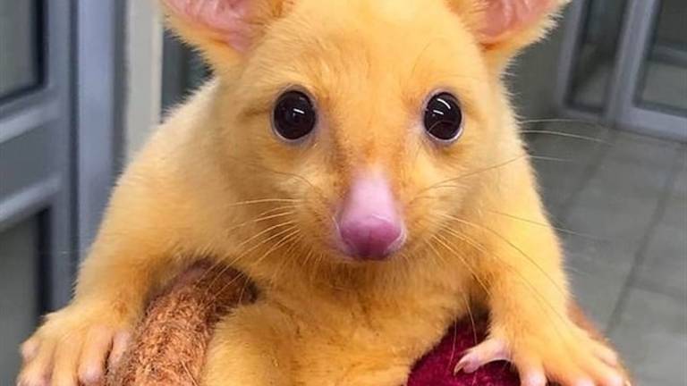 El “Pikachu” de la vida real vive en Australia El “Pikachu” de la vida real vive en Australia