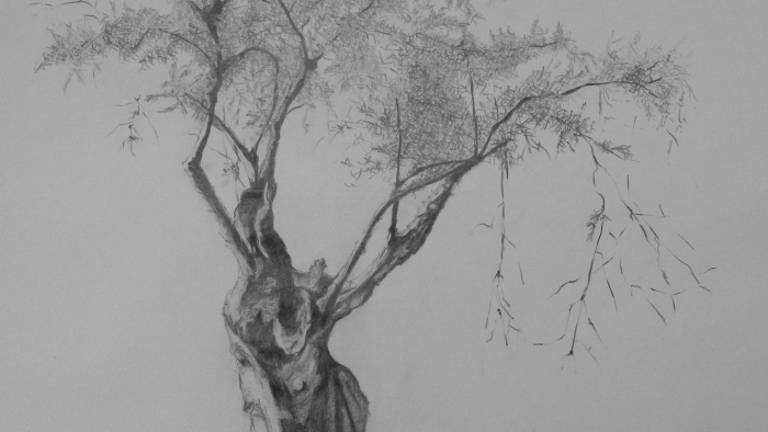 La esencia artística de los olivos La esencia artística de los olivos