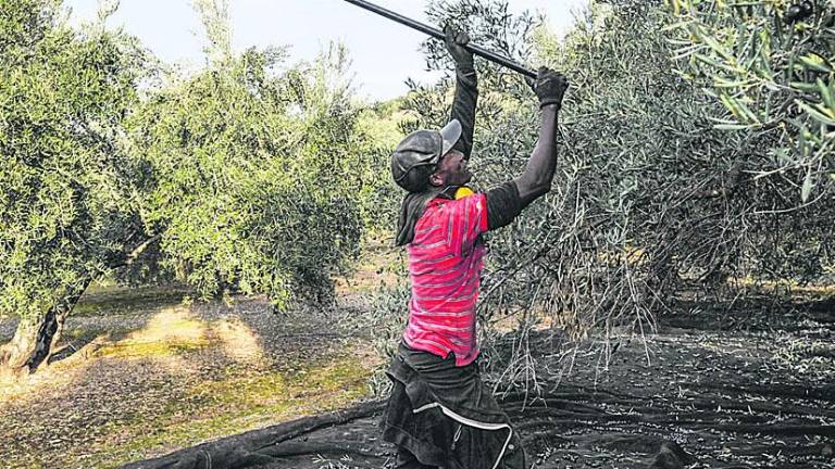 Sudor negro en el olivar