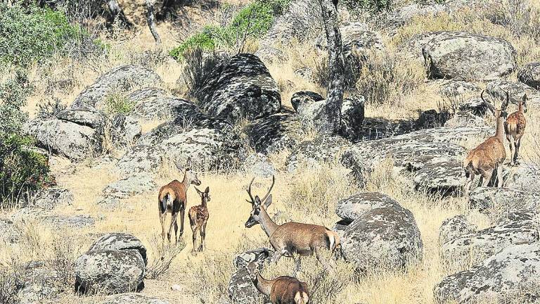 La Sierra de Andújar, el hogar del lince ibérico La Sierra de Andújar, el hogar del lince ibérico