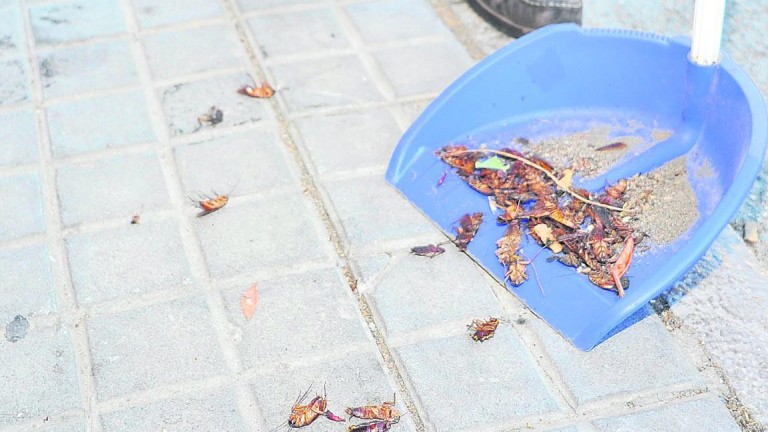 Cucarachas y otros insectos “campan” por barrios del centro