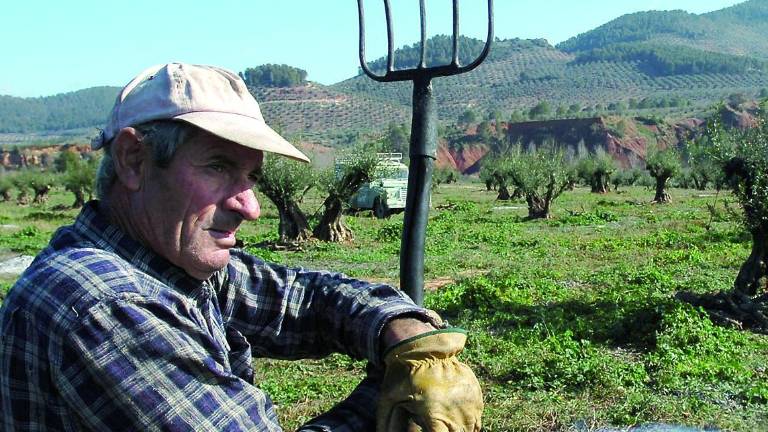 El fantasma del insecto de la Xylella causa terror