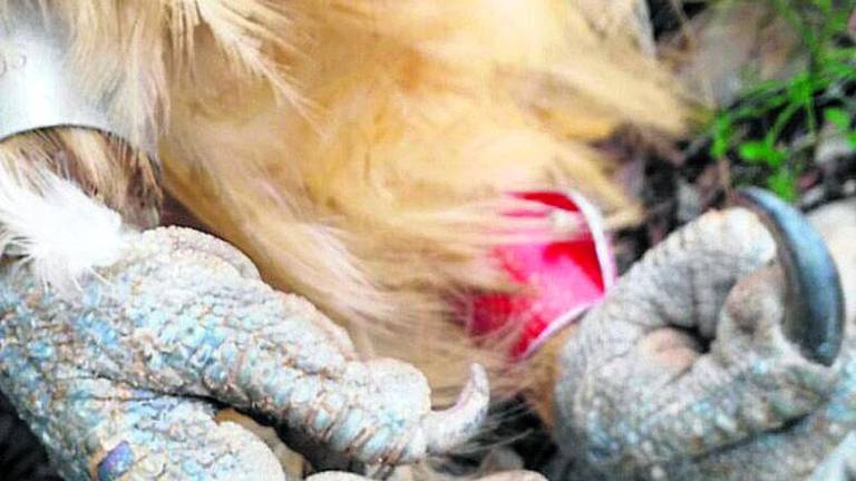 Un quebrantahuesos fallece envenenado en Sierra Mágina Un quebrantahuesos fallece envenenado en Sierra Mágina