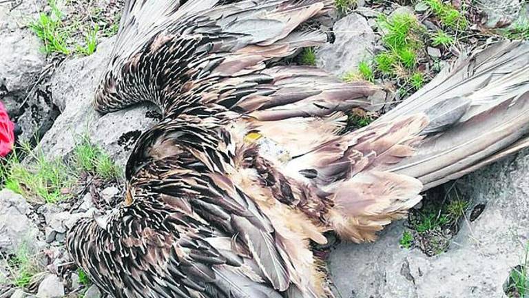 Un quebrantahuesos fallece envenenado en Sierra Mágina Un quebrantahuesos fallece envenenado en Sierra Mágina